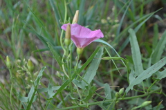 Convolvulus chinensis