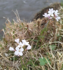 Cardamine trifida