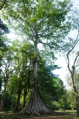 Ceiba pentandra