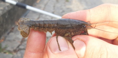 Procambarus virginalis