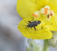 Closterotomus annulus