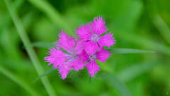 Dianthus × courtoisii