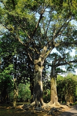 Ceiba pentandra