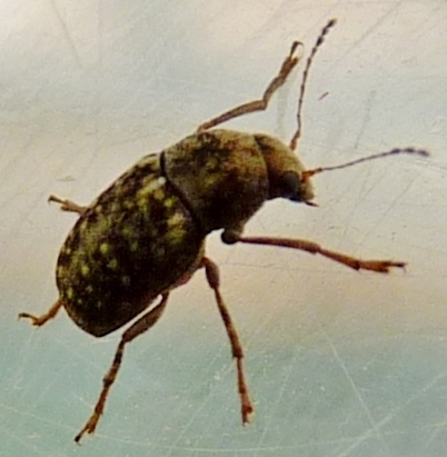 Choraginae