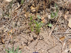 Viola kitaibeliana