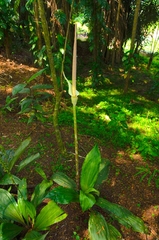 Amorphophallus variabilis