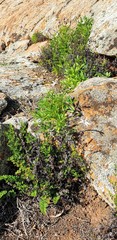 Lithotoma