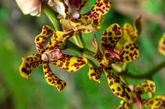 Vandopsis lissochiloides