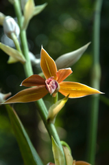 Phaius