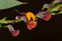 Daviesia nudiflora