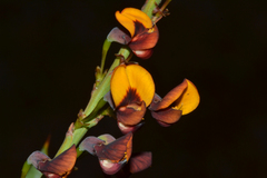 Daviesia nudiflora