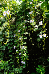 Thunbergia grandiflora