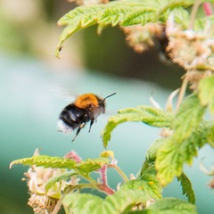 Bombus hypnorum