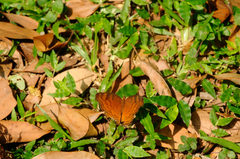 Junonia hedonia