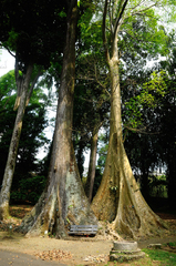 Ceiba pentandra