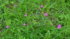 Dianthus × courtoisii