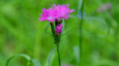 Dianthus × courtoisii