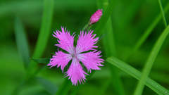Dianthus × courtoisii