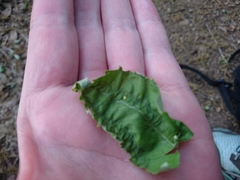 Apoderus jekelii