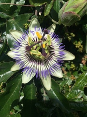 Passiflora caerulea