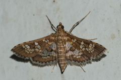 Sameodes cancellalis