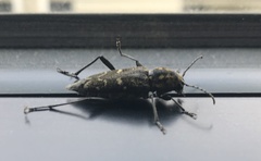 Xylotrechus rusticus
