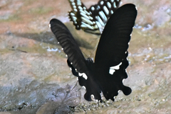 Menelaides