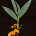 Daviesia nudiflora - Photo (c) Tim Hammer, some rights reserved (CC BY), uploaded by Tim Hammer