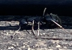 Camponotus vagus