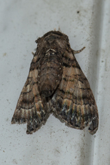 Chlumetia transversa
