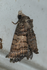 Chlumetia transversa
