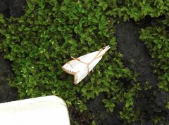 Pseudargyria interruptella