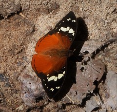 Aterica rabena
