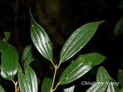 Cinnamomum subavenium