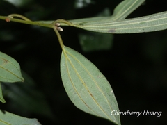 Cinnamomum subavenium