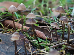 Mycena albidofusca