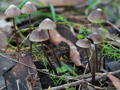 Mycena albidofusca