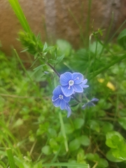Veronica chamaedrys