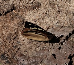 Aterica rabena