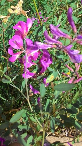 Corethrodendron fruticosum