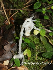 Monotropastrum humile