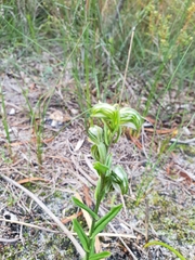 Pterostylis vittata