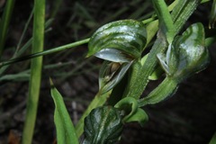 Pterostylis vittata