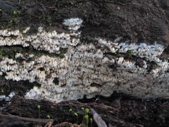Steccherinaceae