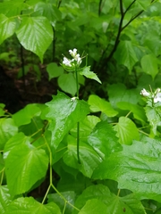 Alliaria petiolata