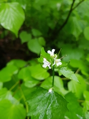 Alliaria petiolata
