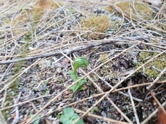 Pterostylis vittata