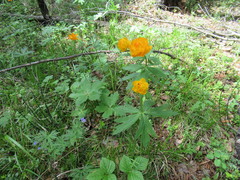 Trollius