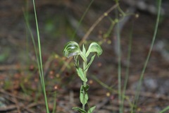 Pterostylis vittata