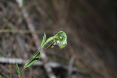 Pterostylis vittata